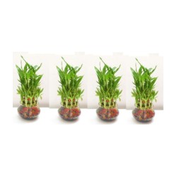 Green plant indoor - Green Wild Artificial Flowers With Pot ( Pack of 4 )